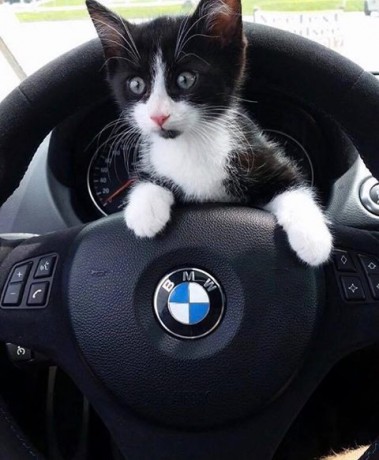 BMW Style CAT